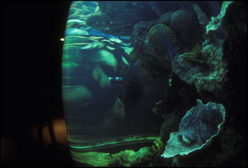 Coney Island Aquarium