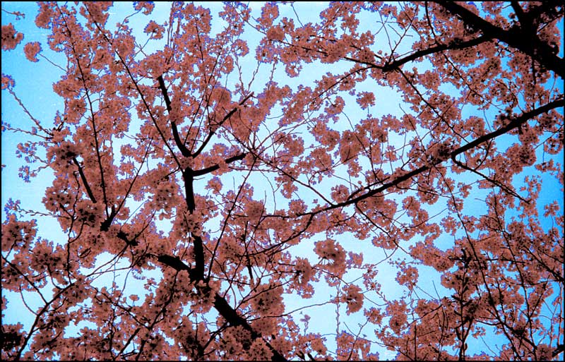 Dogwood Tree West Hartford