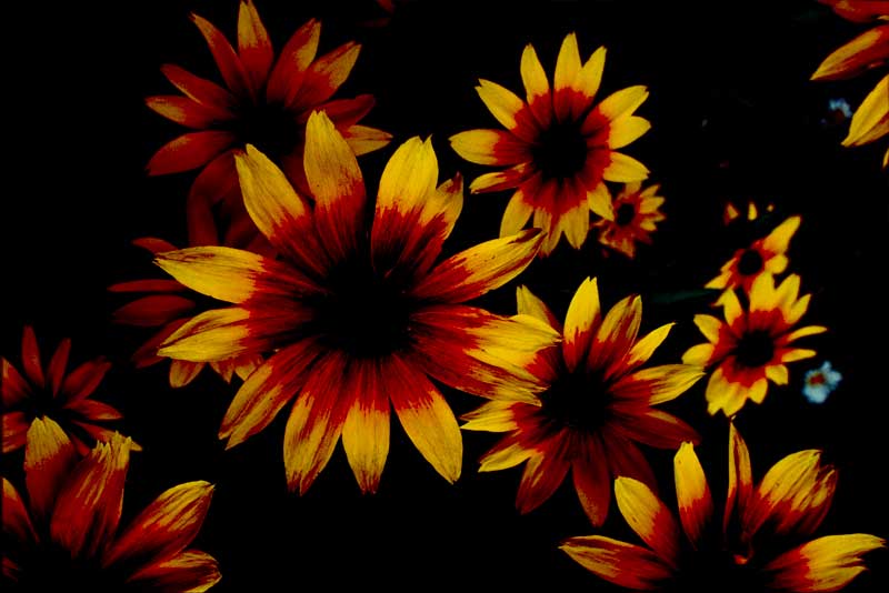 Sunflowers West Hartford Ct