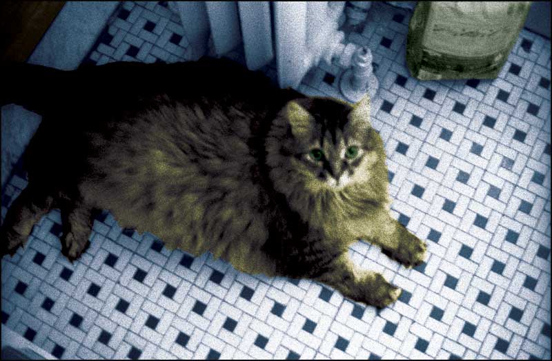 Huxley in the Bathroom