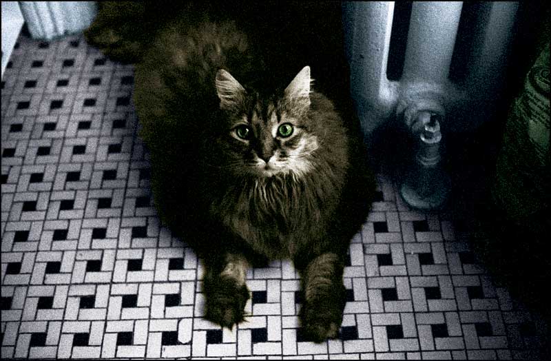 Huxley the Cat