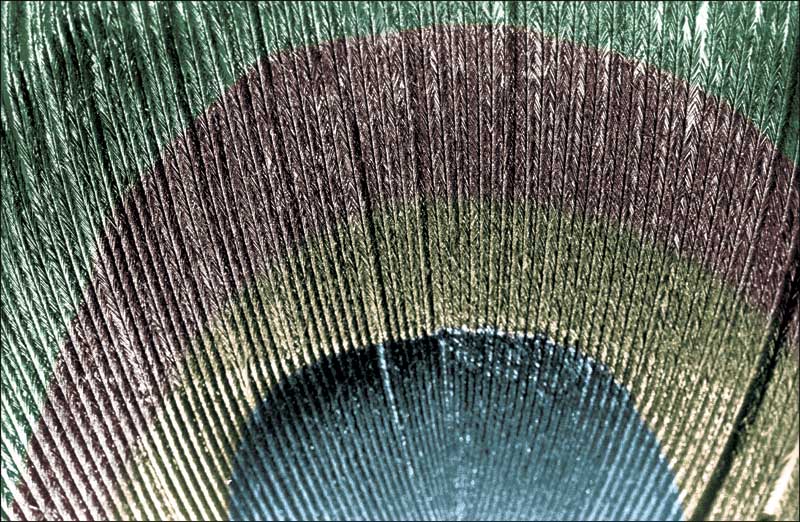 Macro Photo of Peacock Feather