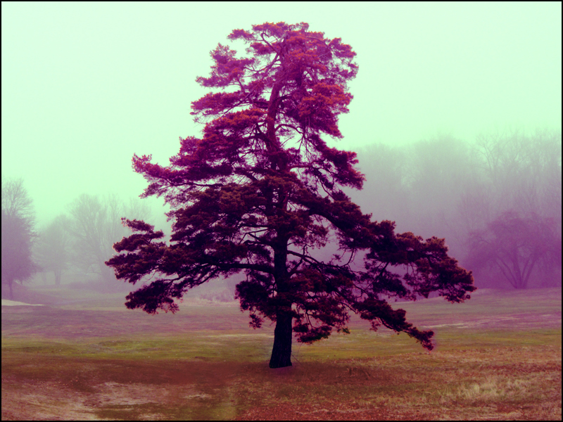 Tree on Buena Vista Golf Course