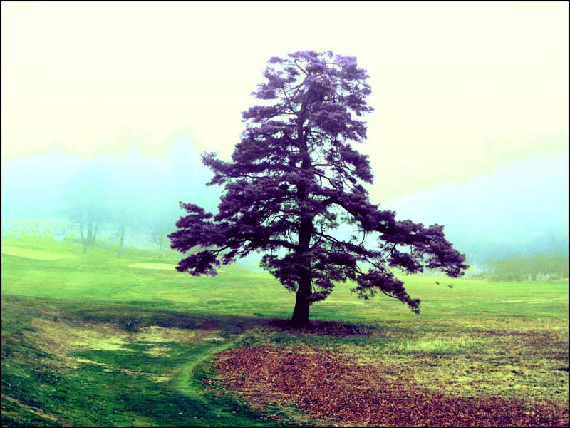 Tree on Buena Vista Golf Course