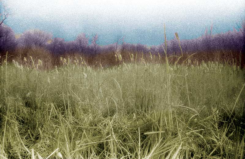 Tall Grasses - Infrared