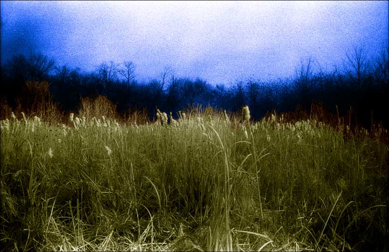 Tall Grass IR