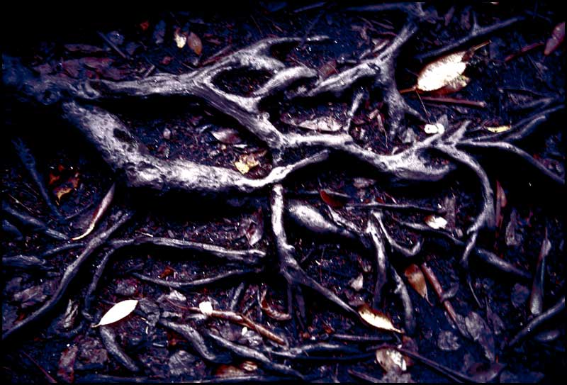 Tree Roots