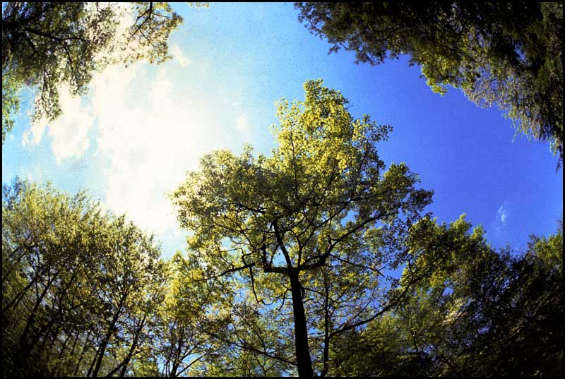 Trees. 1401 Farmington Ave. West Hartford CT
