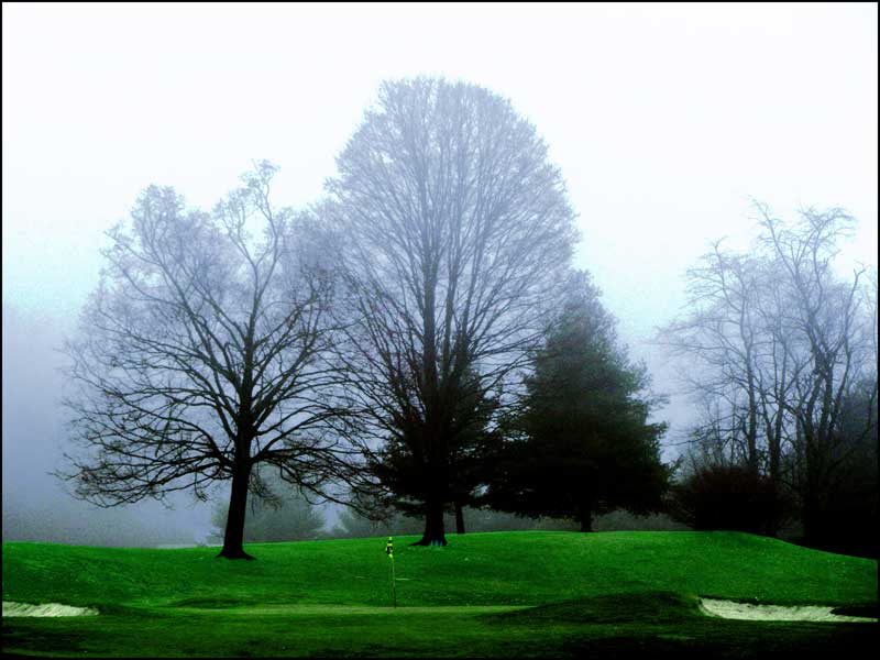 Trees on Buena Vista Golf Course, West Hartford
