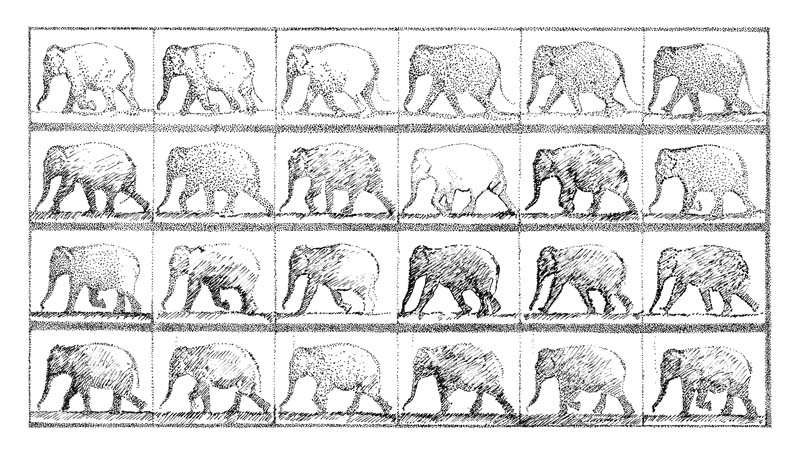 Elephants Illustration