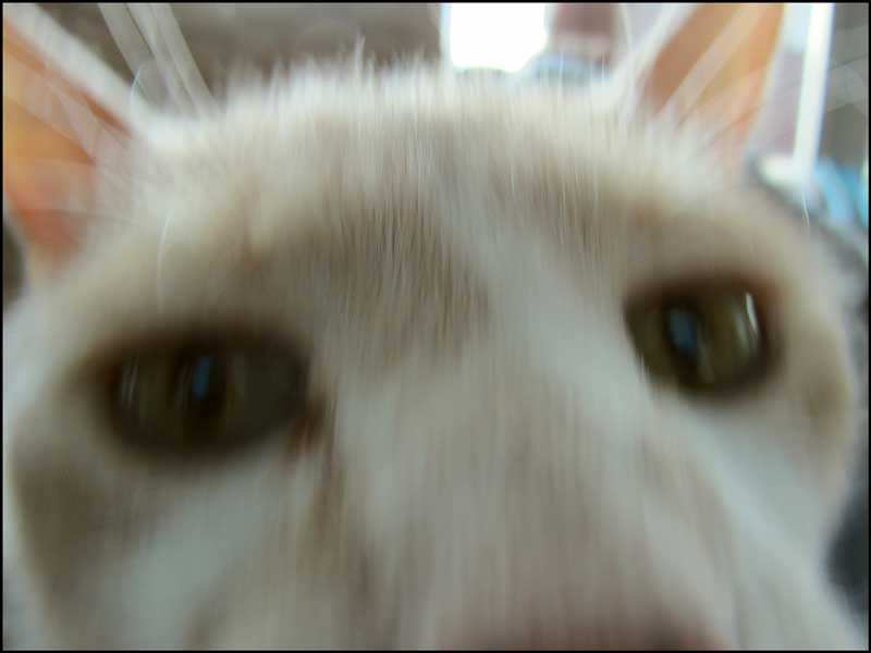 Heidi's Cat