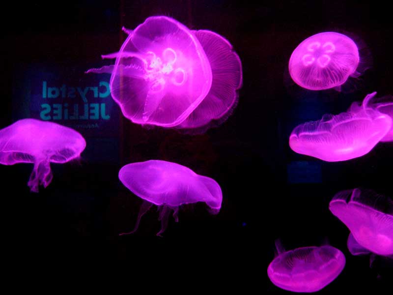 Jelly Fish at the Mystic Connecticut Aquarium