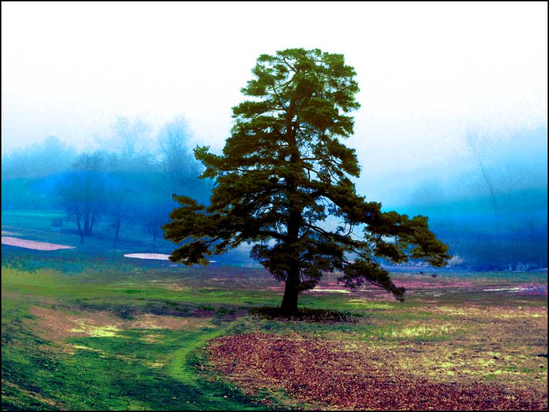 Pine Tree on Buena Vista Golf Course.