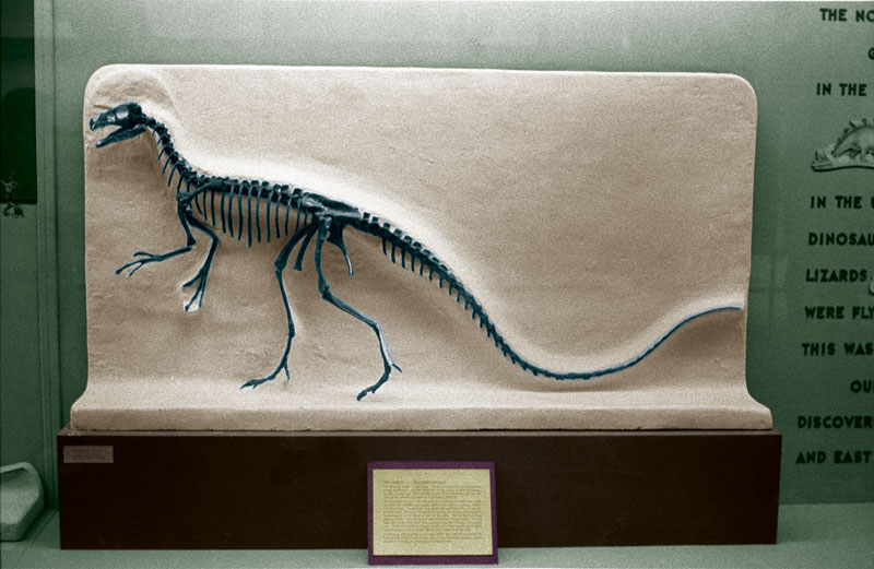 Skeleton