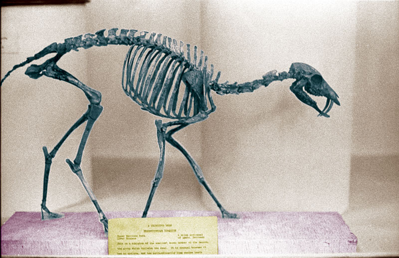 Skeleton
