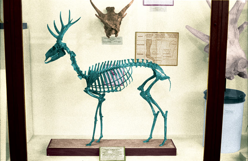 Skeleton