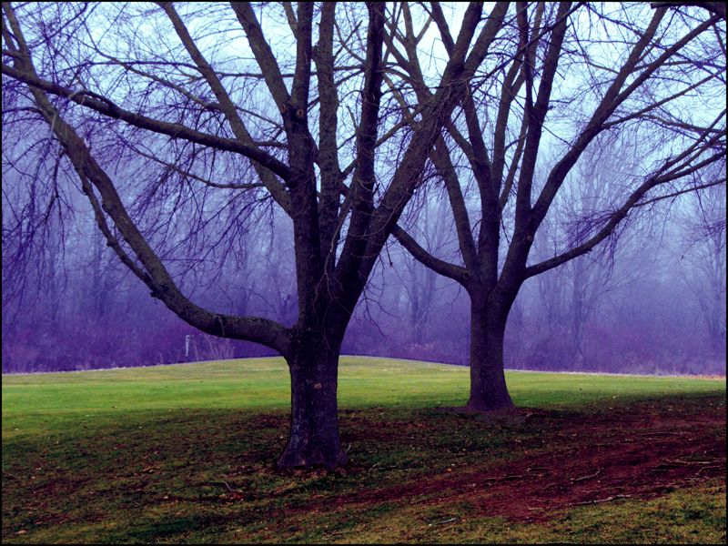 Trees on Buena Vista Golf Course