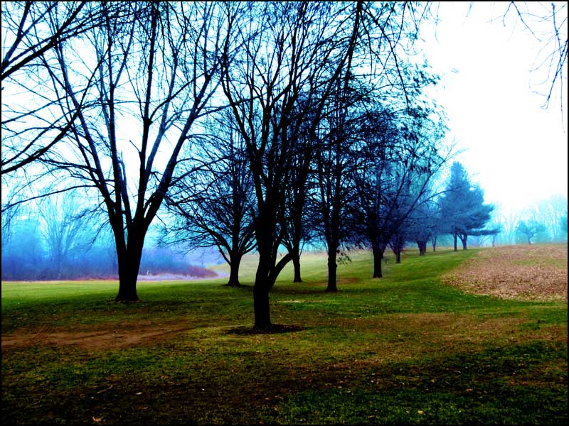 Trees on Buena Vista golf course.