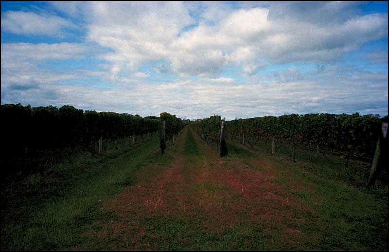 Vinyard on the North Fork