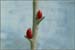 Buds thumbnail