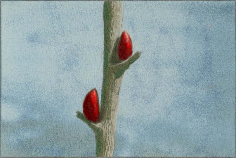 Buds Macro