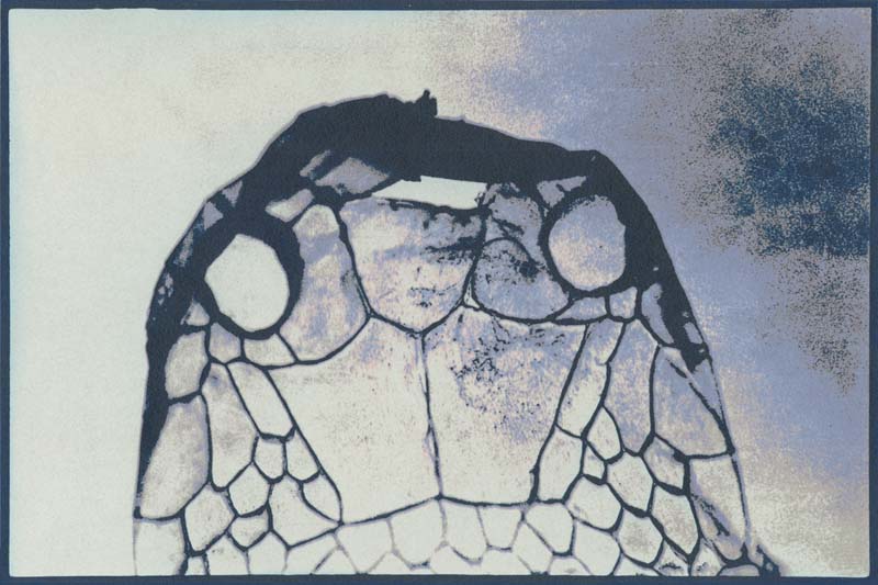 King Snake Skin