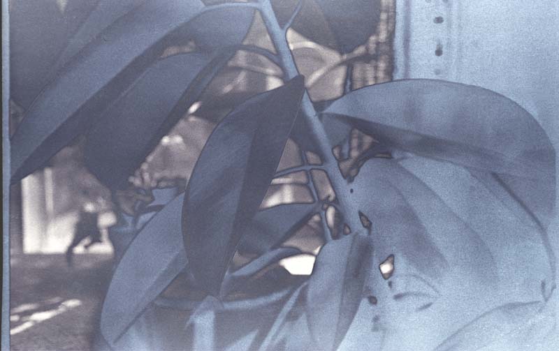 Rubber Plant