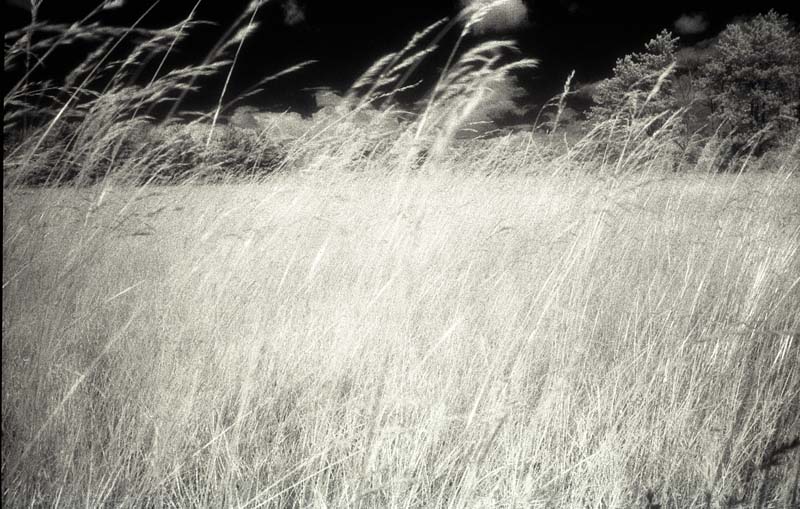 Tall Grass